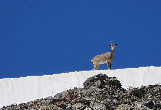Ibex